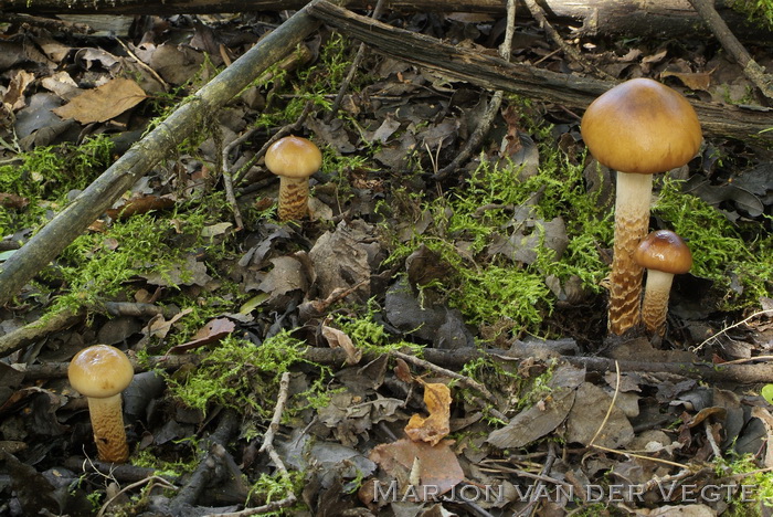 Gegordelde gordijnzwam - Cortinarius trivialis